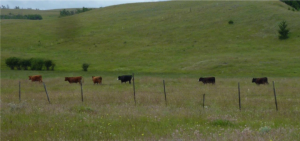 Effects of Long-Term Grazing on Rangeland Soil Quality in Southern BC