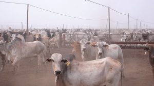 Image of a cattle stockyard in Mato Grosso.