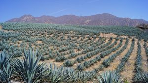 Decorative image of a field growing blue agave.